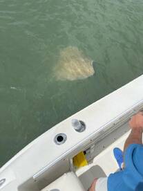 Murrells Inlet Report Photo 1