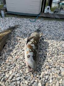 Poquoson Verslag Foto 2