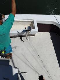 Wanchese Report Photo 2