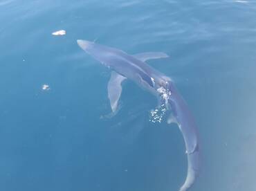 My first encountering with a shark 