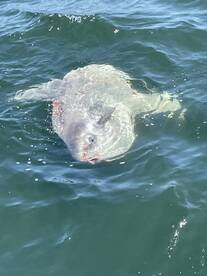 Gung Ho for Haddock!