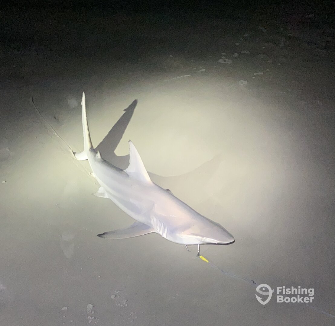 New Smyrna Beach Report Photo 0