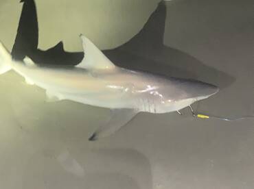 New Smyrna Beach Report Photo 1