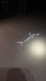 New Smyrna Beach Report Photo 1