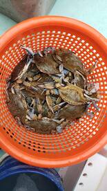 AUGUST 1 - Crabbing has picked up and Ma