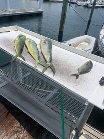 Mahi mahi are still biting!