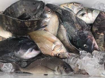 WESTWIND...NICE CATCH OF BIG SEA BASS AN