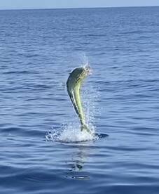 Capullo Sportfishing Back Out On The Wat