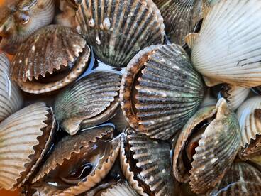 Scallop Season is still going strong.