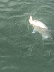 August wiper bite is hot!!!