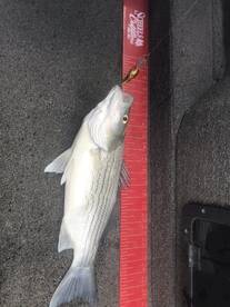 Loveland Report Photo 2