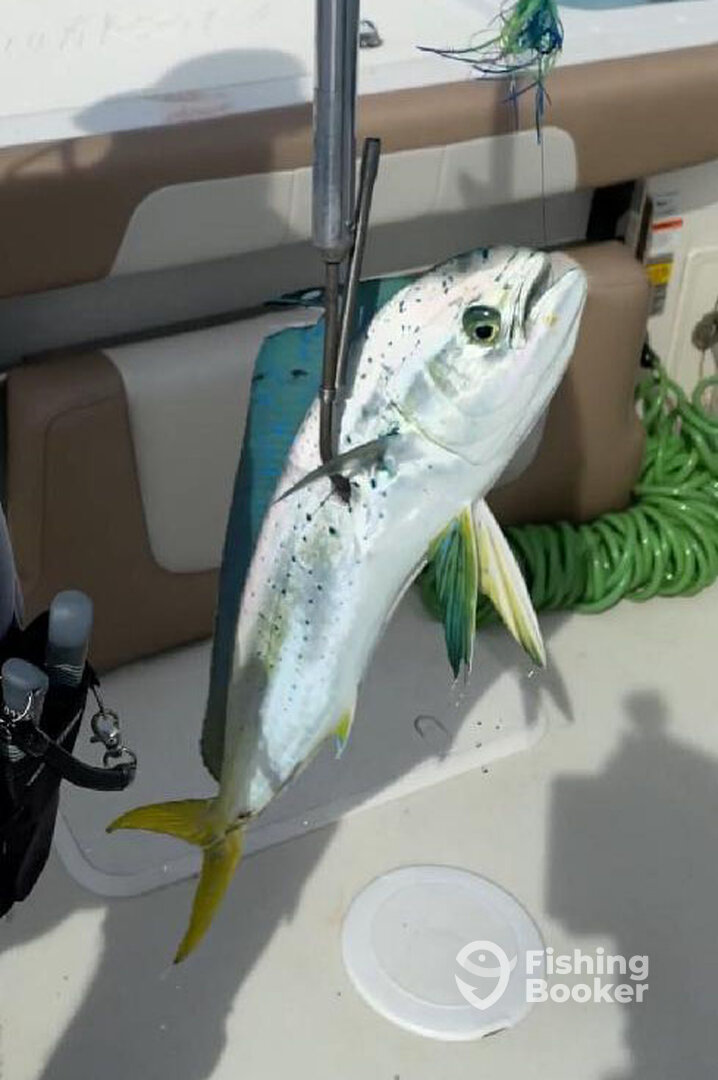 Hampstead Report Photo 0