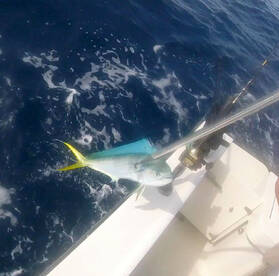 Hampstead Report Photo 1