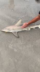 New Smyrna Beach Report Photo 2