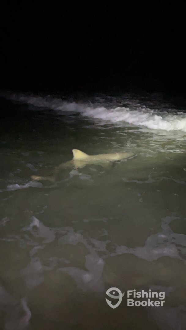 New Smyrna Beach Report Photo 0