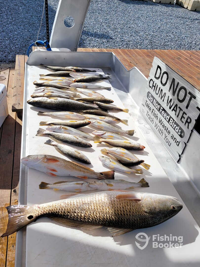 New Orleans Report Photo 0