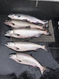 A sweet limit of chinook!
