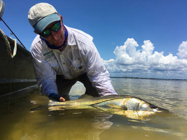 Snook in Cedar Key