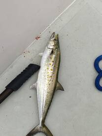 Whats for dinner? Spanish mackerals! 