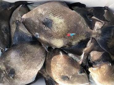 WESTWIND- GREAT DAY CATCHING TRIGGER FIS