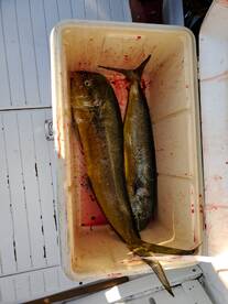 Cabo San Lucas Report Photo 2