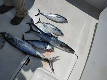 Niceville Report Photo 2