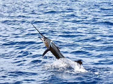 Quepos Report Photo 2