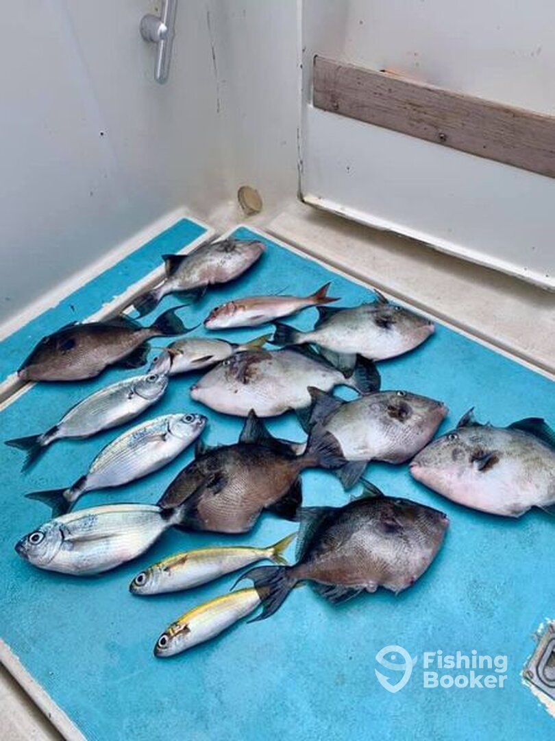 Calheta Report Photo 0