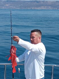 Yellowtail,bonitas y rock cod