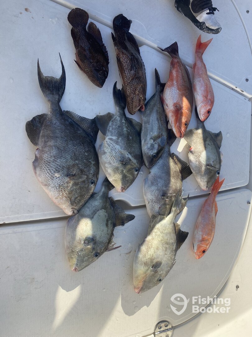 Port Orange Report Photo 0