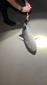 New Smyrna Beach Report Photo 2