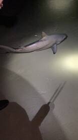 New Smyrna Beach Report Photo 1