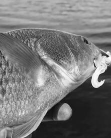 St. Marks Report Photo 1