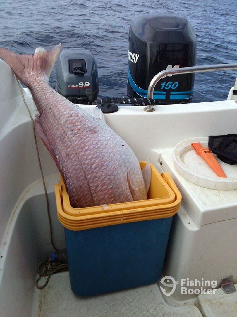 Monster snapper