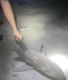 New Smyrna Beach Report Photo 2