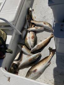 Redfish are feeding aggresive 