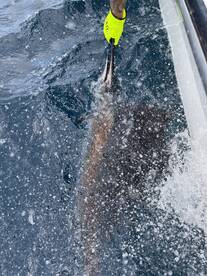 Fort Pierce Report Photo 2