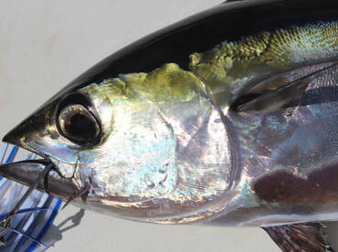 Black Fin Tuna On Deck