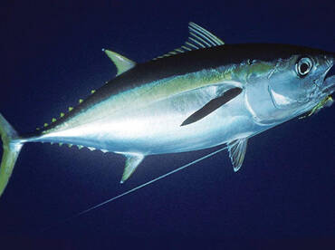 Last Tuna report from 2021 seson