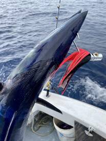 West End Report Photo 1