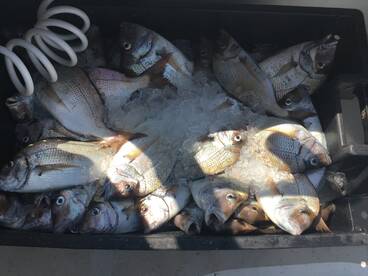 We ended up with a full tote of jumbo scup.