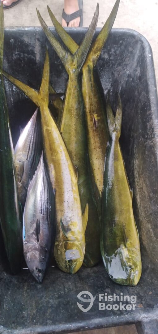 San Jose del Cabo Report Photo 0