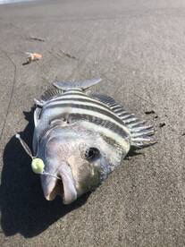 Cocoa Beach Report Photo 2