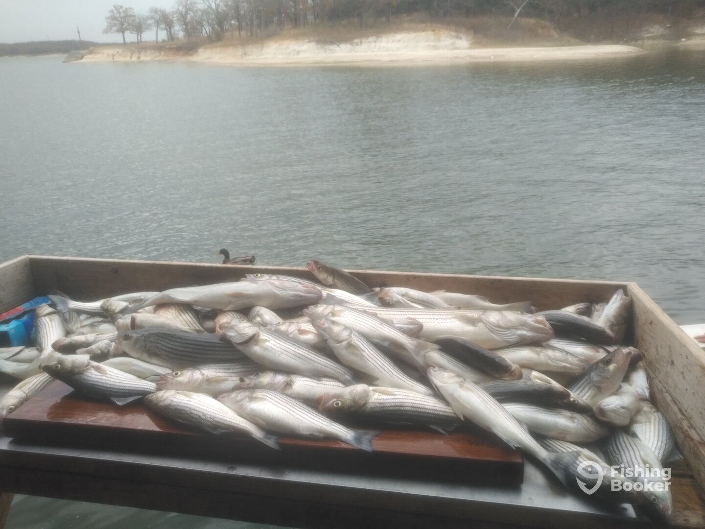 Pottsboro Report Photo 0