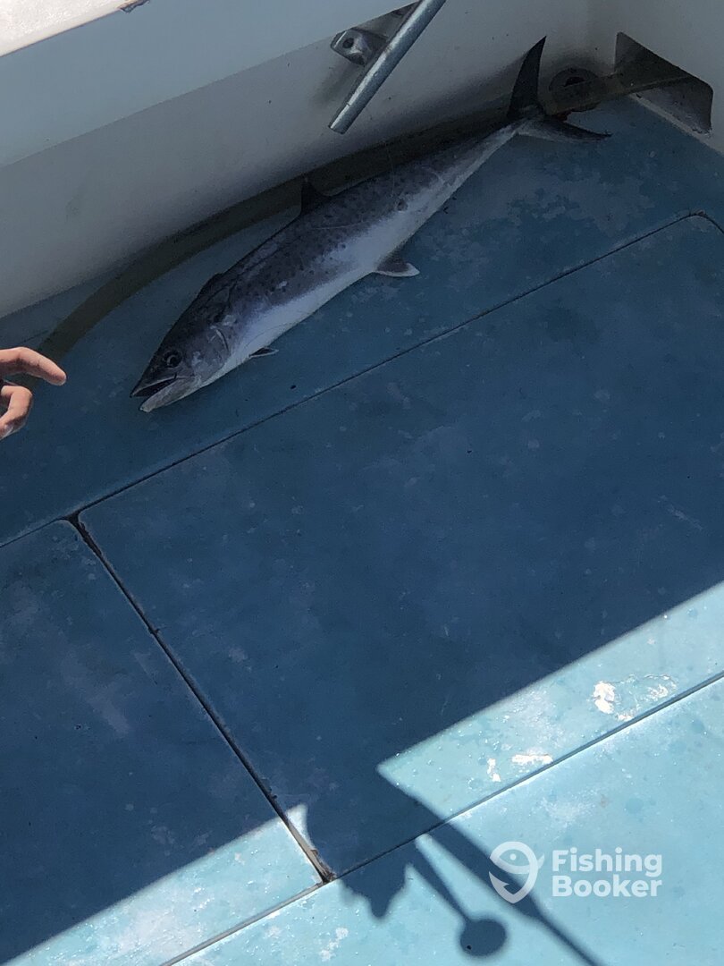 Jupiter Report Photo 0