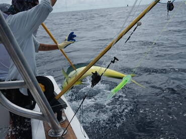 Herradura Report Photo 1