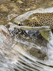 Baldwin Report Photo 2