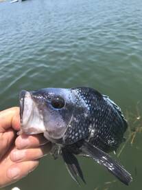 Brigantine Report Photo 1