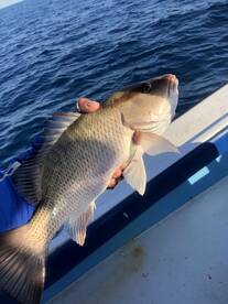 Tequesta Report Photo 1