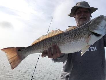 Redfish in Great Abundance